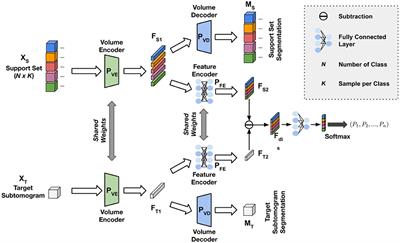 One-Shot Learning With Attention-Guided Segmentation in Cryo-Electron Tomography